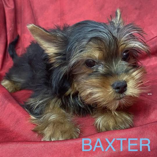 chiot Yorkshire terrier BAXTER york disponible Domaine de la Chantelaie  