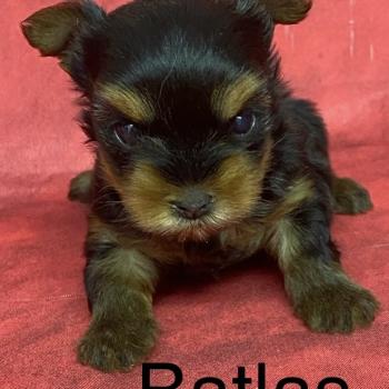 BATLAS Yorkshire à réserver Mâle Yorkshire terrier