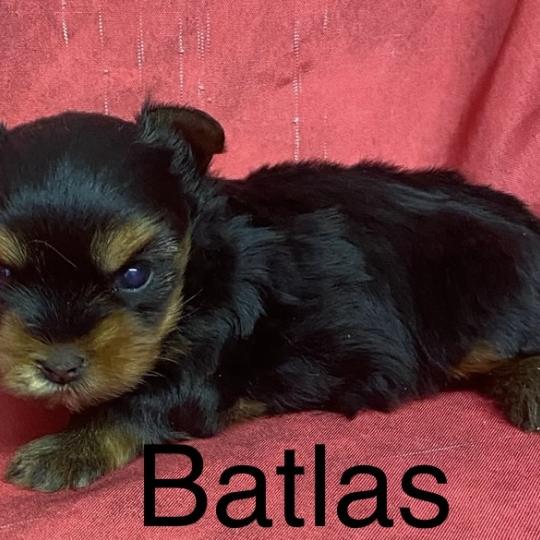 chiot Yorkshire terrier BATLAS Yorkshire à réserver Domaine de la Chantelaie  