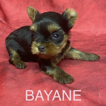 BAYANE yorkshire à réserver Femelle Yorkshire terrier