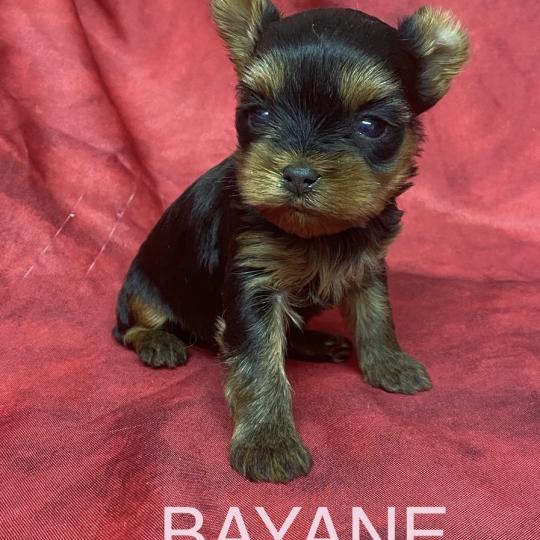 chiot Yorkshire terrier BAYANE yorkshire à réserver Domaine de la Chantelaie  