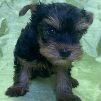 BELSY york disponible Femelle Yorkshire terrier