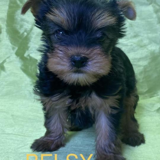 chiot Yorkshire terrier BELSY york disponible Domaine de la Chantelaie  