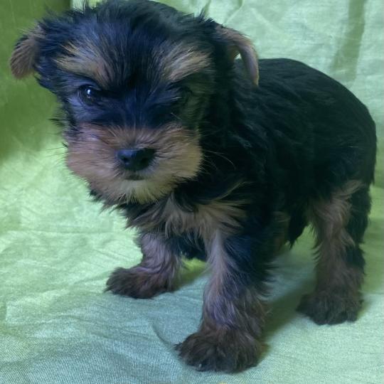 chiot Yorkshire terrier BELSY york disponible Domaine de la Chantelaie  