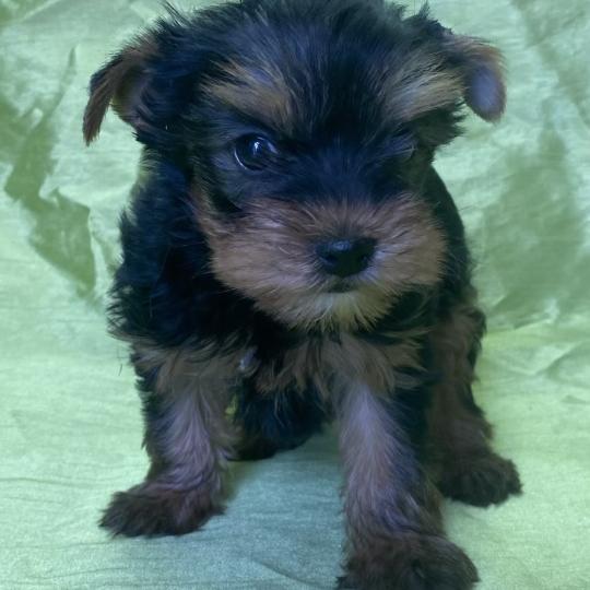 chiot Yorkshire terrier BELSY york disponible Domaine de la Chantelaie  