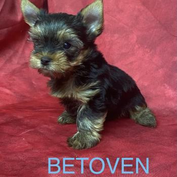 BETOVEN yorkshire à réserver Mâle Yorkshire terrier