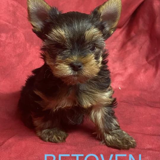 chiot Yorkshire terrier BETOVEN yorkshire à réserver Domaine de la Chantelaie  
