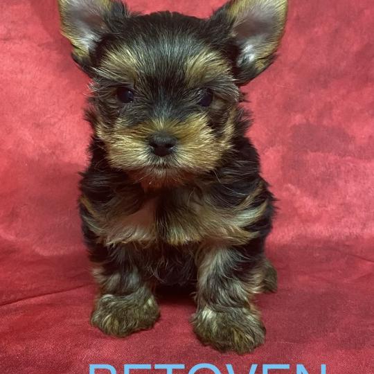 chiot Yorkshire terrier BETOVEN yorkshire à réserver Domaine de la Chantelaie  