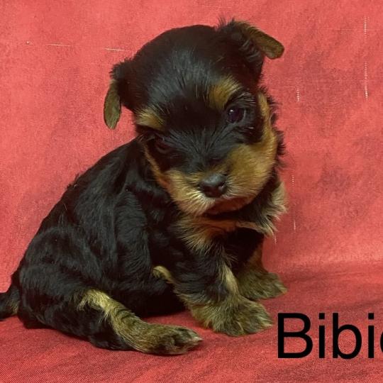 chiot Yorkshire terrier BIBIE yorkshire à réserver Domaine de la Chantelaie  