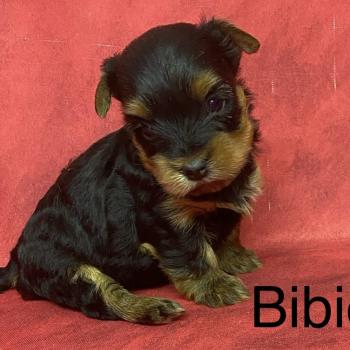 BIBIE yorkshire à réserver Femelle Yorkshire terrier