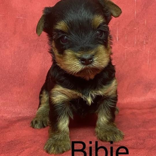 chiot Yorkshire terrier BIBIE yorkshire à réserver Domaine de la Chantelaie  