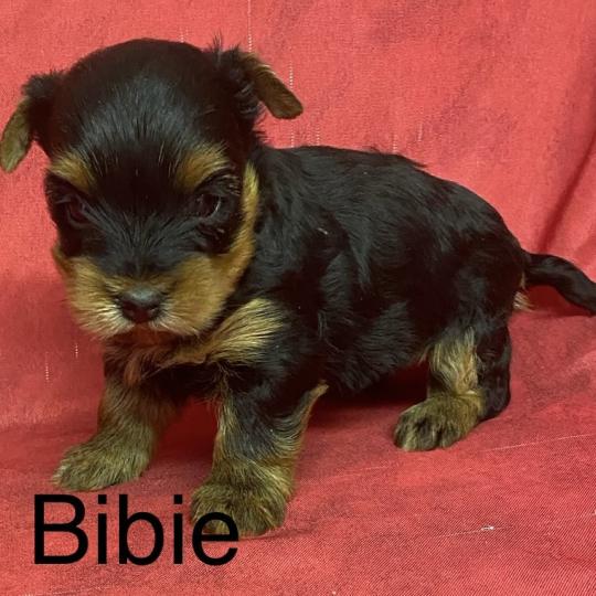 chiot Yorkshire terrier BIBIE yorkshire à réserver Domaine de la Chantelaie  
