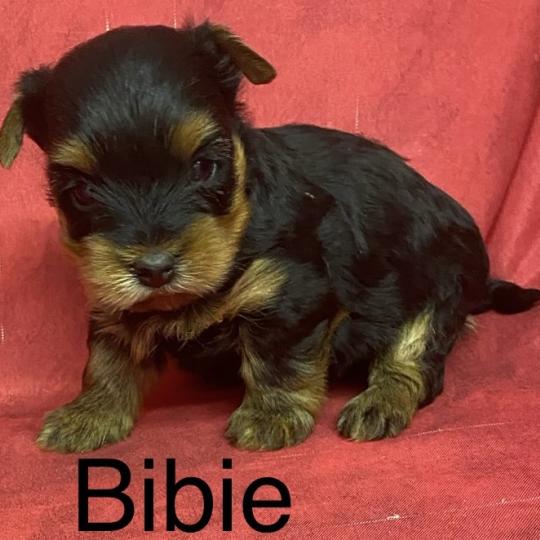 chiot Yorkshire terrier BIBIE yorkshire à réserver Domaine de la Chantelaie  