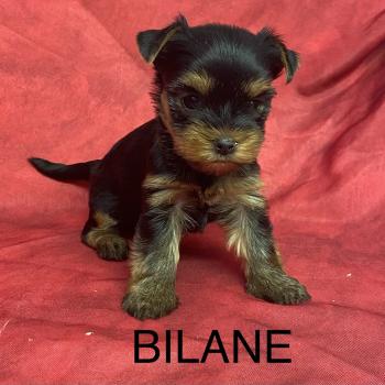 BILANE yorkshire à réserver Femelle Yorkshire terrier