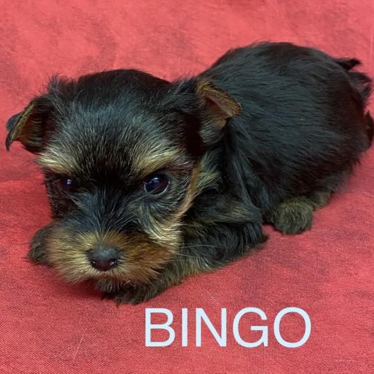 chiot Yorkshire terrier BINGO york à réserver Domaine de la Chantelaie  