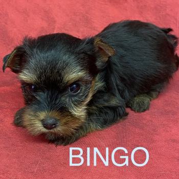 BINGO york à réserver Mâle Yorkshire terrier