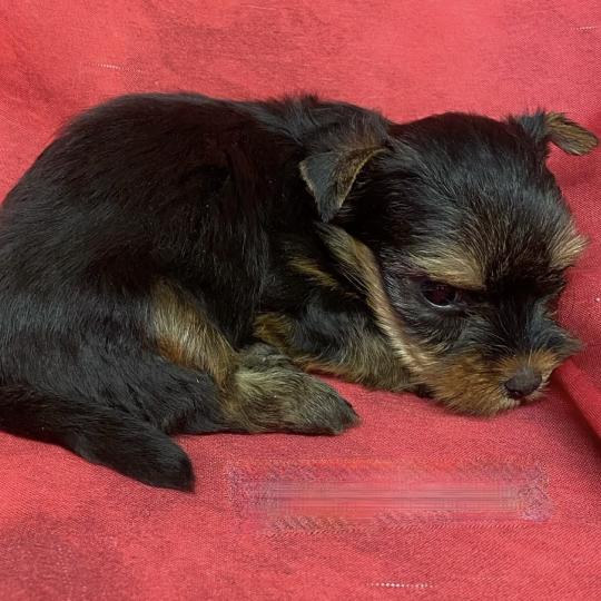 chiot Yorkshire terrier BINGO york à réserver Domaine de la Chantelaie  