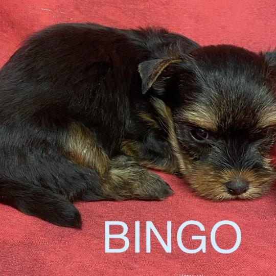 chiot Yorkshire terrier BINGO york à réserver Domaine de la Chantelaie  