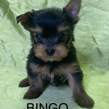 BINGO york disponible Mâle Yorkshire terrier