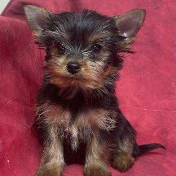 BINGO york disponible Mâle Yorkshire terrier