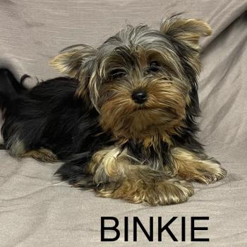 BINKIE mini yorkshire LOF disponible Femelle Yorkshire terrier