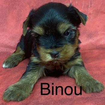 BINOU yorkshire à réserver Mâle Yorkshire terrier