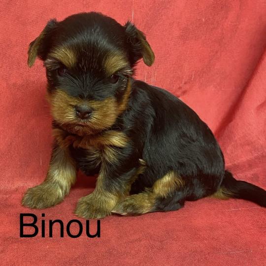 chiot Yorkshire terrier BINOU yorkshire à réserver Domaine de la Chantelaie  