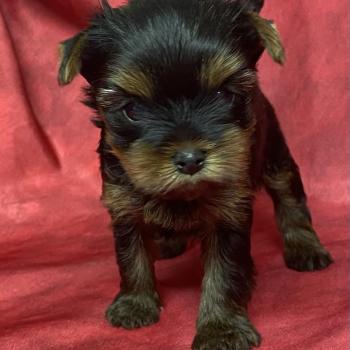 BLITZ York disponible Mâle Yorkshire terrier