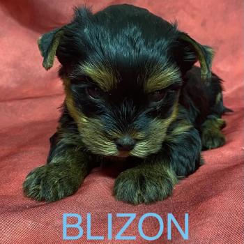 BLIZON York disponible Mâle Yorkshire terrier