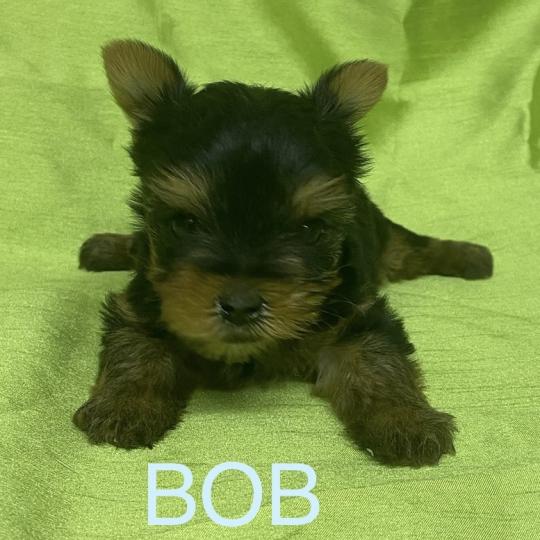 chiot Yorkshire terrier BOB yorkshire à réserver Domaine de la Chantelaie  