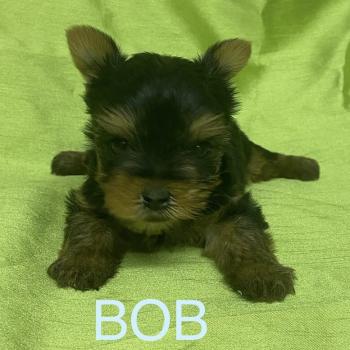 BOB yorkshire à réserver Mâle Yorkshire terrier