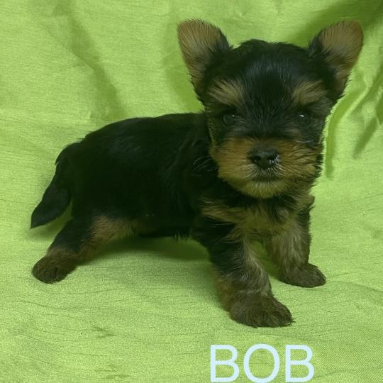 chiot Yorkshire terrier BOB yorkshire à réserver Domaine de la Chantelaie  