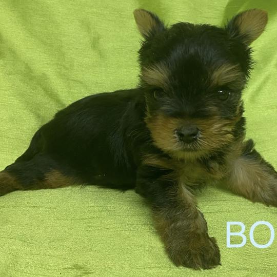 chiot Yorkshire terrier BOB yorkshire à réserver Domaine de la Chantelaie  