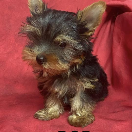 chiot Yorkshire terrier BOB yorkshire DISPONIBLE Domaine de la Chantelaie  