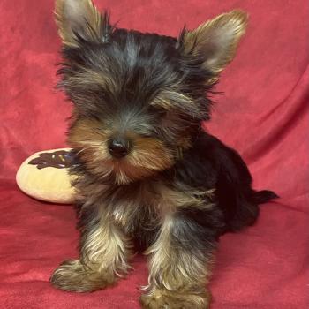 BOB yorkshire DISPONIBLE Mâle Yorkshire terrier