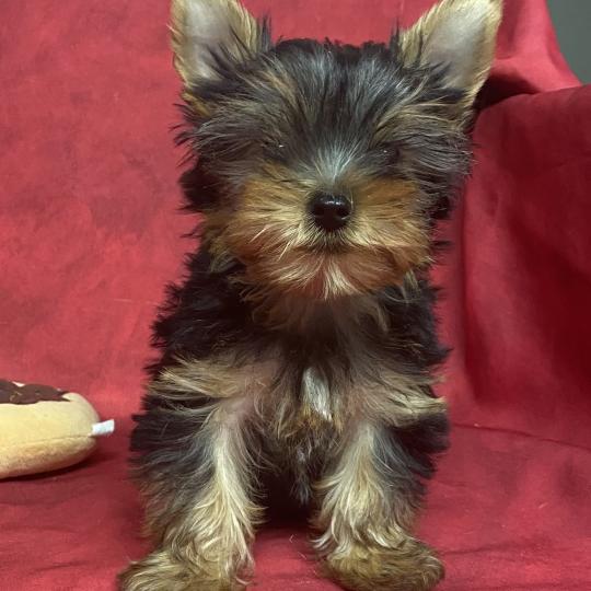 chiot Yorkshire terrier BOB yorkshire DISPONIBLE Domaine de la Chantelaie  
