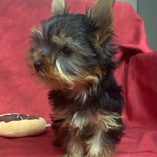 chiot Yorkshire terrier BOB yorkshire DISPONIBLE Domaine de la Chantelaie  