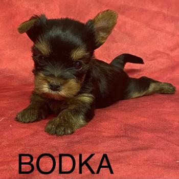 BODKA yorkshire mini à réserver Femelle Yorkshire terrier