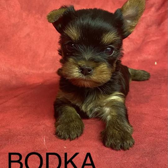 chiot Yorkshire terrier BODKA yorkshire à réserver Domaine de la Chantelaie  