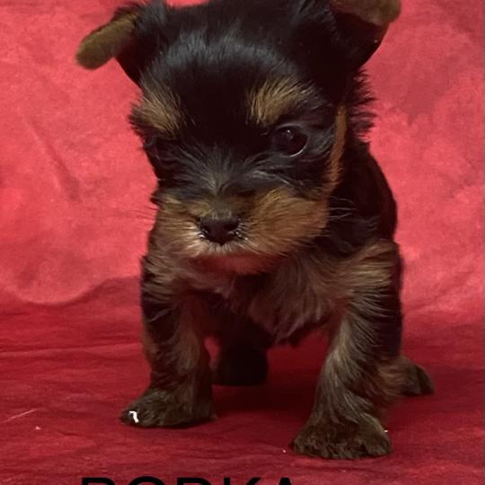 chiot Yorkshire terrier BODKA yorkshire à réserver Domaine de la Chantelaie  