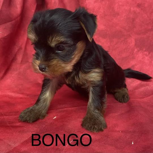 chiot Yorkshire terrier BONGO yorkshire à réserver Domaine de la Chantelaie  