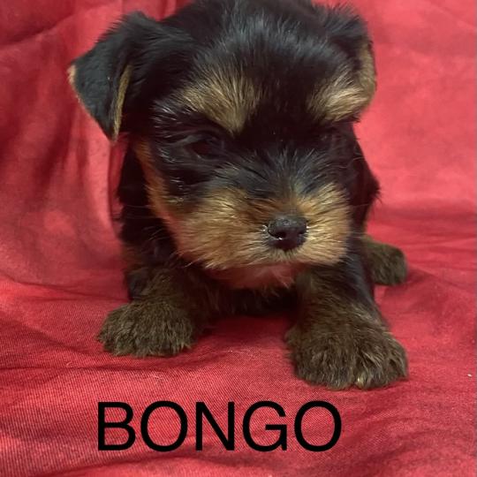 chiot Yorkshire terrier BONGO yorkshire à réserver Domaine de la Chantelaie  