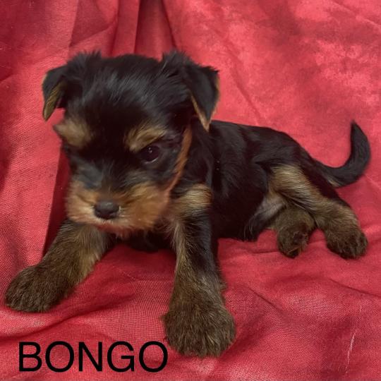 chiot Yorkshire terrier BONGO yorkshire à réserver Domaine de la Chantelaie  