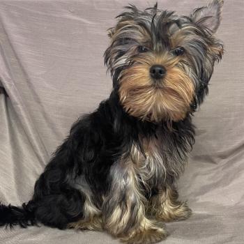 BONGO yorkshire DISPONIBLE Mâle Yorkshire terrier
