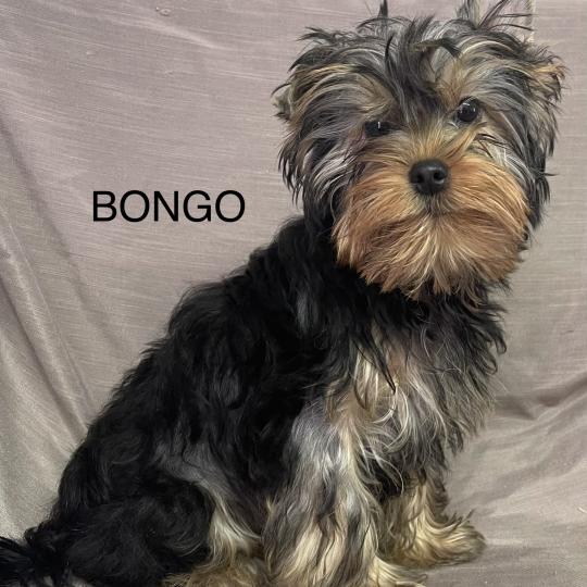 chiot Yorkshire terrier BONGO yorkshire DISPONIBLE Domaine de la Chantelaie  