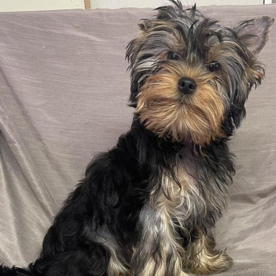 chiot Yorkshire terrier BONGO yorkshire DISPONIBLE Domaine de la Chantelaie  