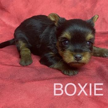 BOXIE yorkshire à réserver Femelle Yorkshire terrier