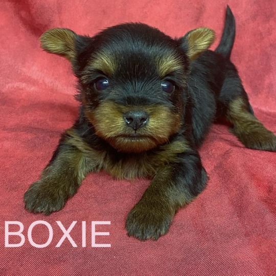 chiot Yorkshire terrier BOXIE yorkshire à réserver Domaine de la Chantelaie  
