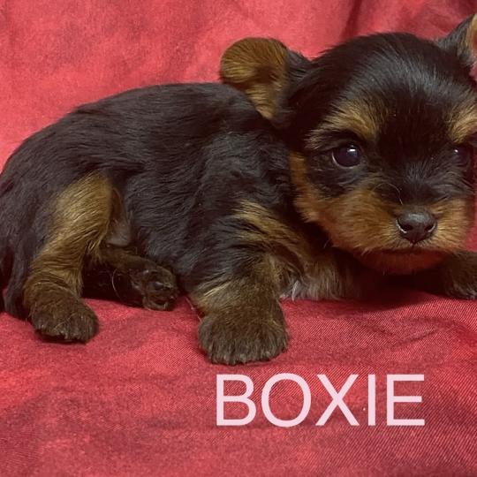 chiot Yorkshire terrier BOXIE yorkshire à réserver Domaine de la Chantelaie  