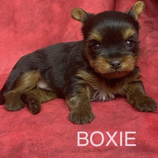 chiot Yorkshire terrier BOXIE yorkshire à réserver Domaine de la Chantelaie  
